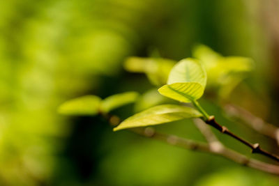 Close-up of fresh green leaves