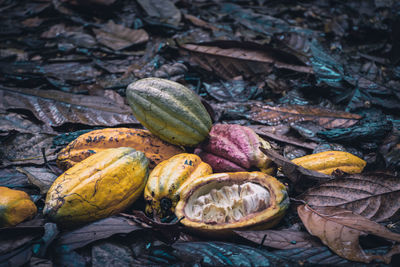 High angle view of fruits on field