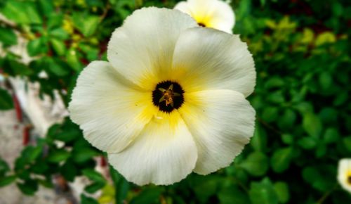 Close-up of yellow flower