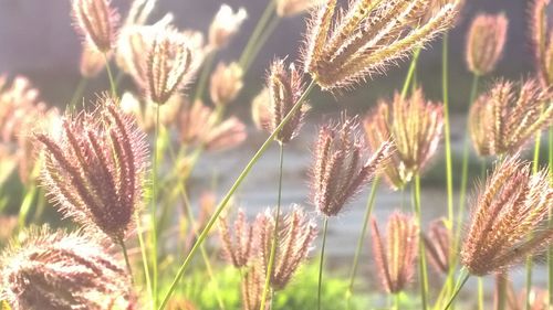 Close-up of plant against blurred background