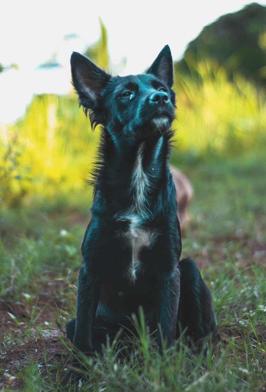 one animal, animal themes, mammal, pets, domestic, domestic animals, animal, vertebrate, dog, field, canine, sitting, grass, plant, nature, land, no people, looking, black color, selective focus, whisker