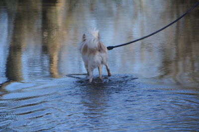 Dog on a lake