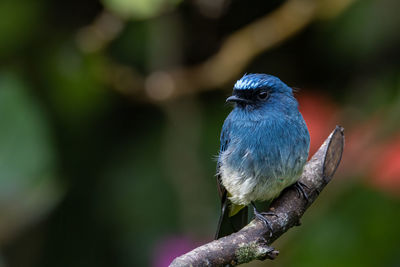 Close-up of bird perching on branch