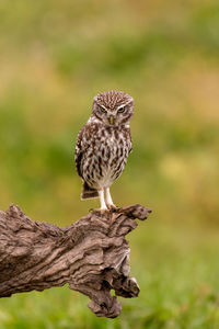 Close-up of owl perching on wood