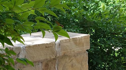 Close-up of fresh green plant against wall in yard