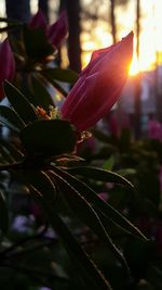 Close-up of flower plant