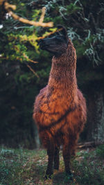 Llama standing on a forest