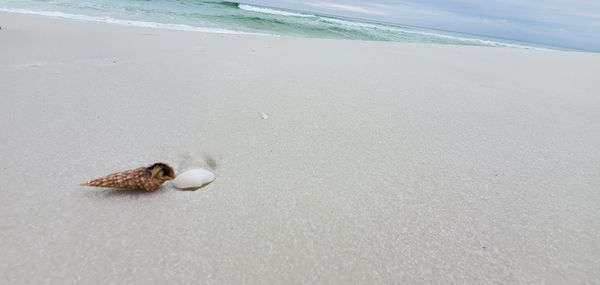 View of seashell on beach