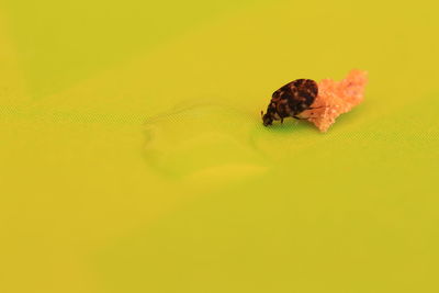 Close-up of insect on yellow background