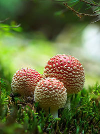 Close-up of mushroom growing on field