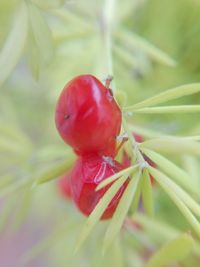 Close-up of red leaves