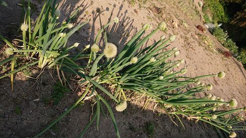 High angle view of succulent plant on field