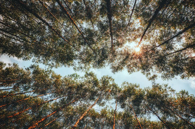 Low angle view of trees against blue sky