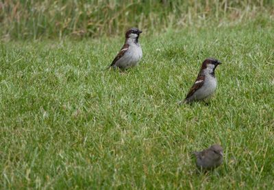 View of birds on grass