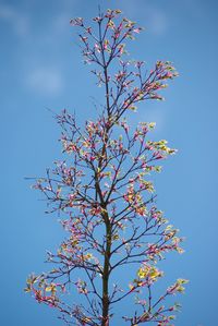 Low angle view of flowering plant against blue sky