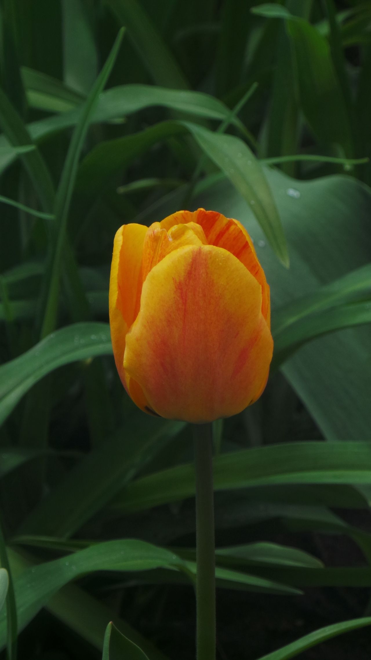 Yellow tulip with red stripes