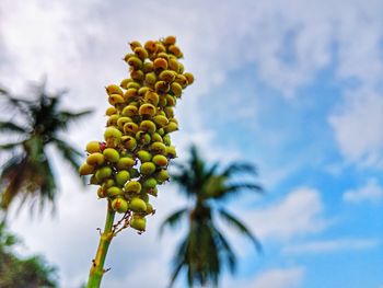 Low angle view of fruits on tree against sky