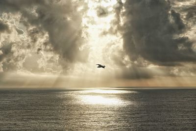 Bird flying over sea against cloudy sky during sunset