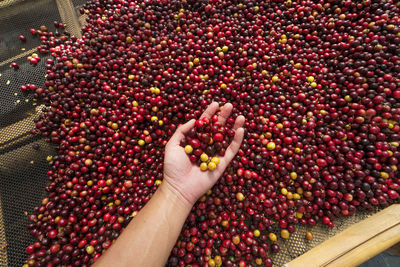 Cropped hand of woman holding coffee beans