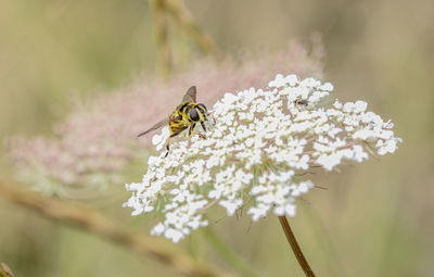 Close-up of bee on flower