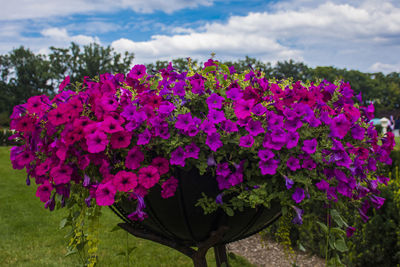 Close-up of pink flowers blooming against sky