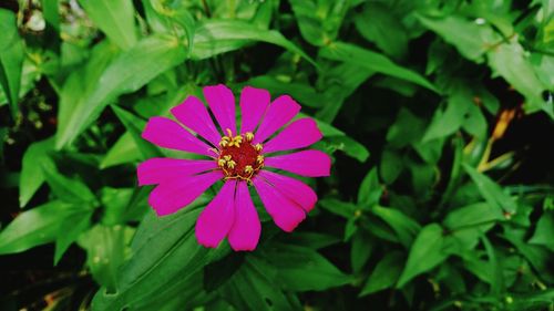 Close-up of purple flower