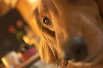 Close-up portrait of a dog