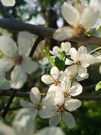 Close-up of white cherry blossom tree