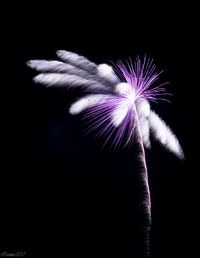 Low angle view of illuminated fireworks against clear sky at night