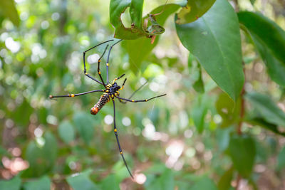 Close-up of insect on plant