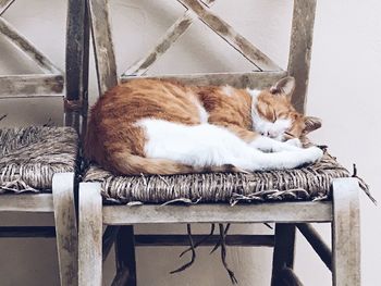 Close-up of cat relaxing on floor