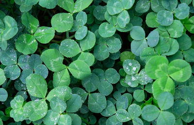 Full frame shot of raindrops on green clover leaves. natural background, copy space, top view