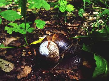 Close-up of snail on leaf