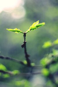 Close-up of leaves on twig