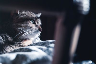 Close-up of cat looking away