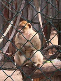 Close-up of chainlink fence in cage at zoo