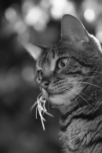 Close-up of a cat looking away