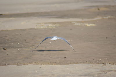 Close-up of bird on beach