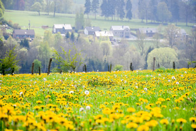 Yellow flowers growing on field