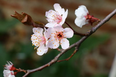 Flowering tree/ spring time