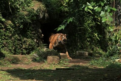 Elephant in forest