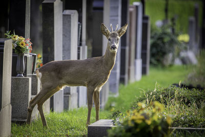 View of deer standing in grass