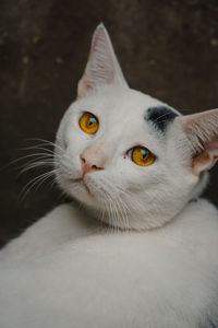 Close-up portrait of cat