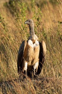 African white-backed vulture stands in tall grass