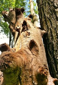 Close-up of elephant on tree