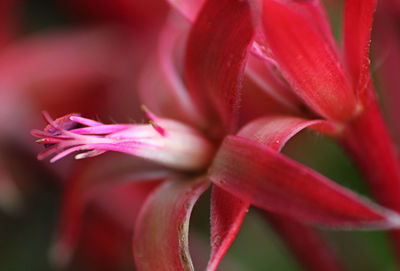Close-up of pink flower