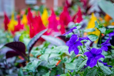 Close-up of purple flowers blooming outdoors