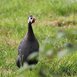 Bird in a field