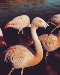 Ducks in a lake