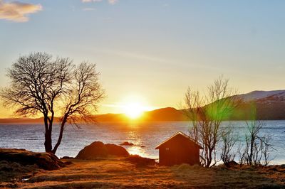 Bare tree on beach against sky during sunset